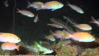 (NEW) The vulnerability of deep-sea fishes: an interview with Dr. Gregor Cailliet