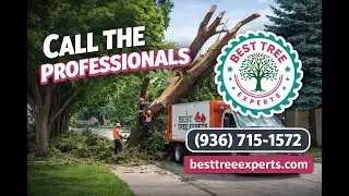 Signs a Tree Needs Immediate Removal | Protect Your Home & Family