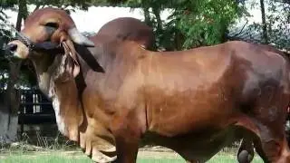 OMG! Express: Vacas Gir orinan oro, robots de 'Just Eat&rsquo; y muertes por tomarse una selfie
