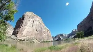 Dinosaur NM