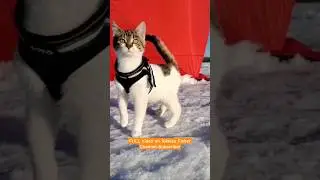 Taking my Cat Icefishing! #icefishing #catfish #cats #youtubeshorts