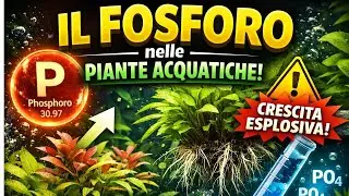 Il fosforo nelle piante