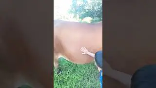 Baka namen, Buntis nga ba? Share your opinion
