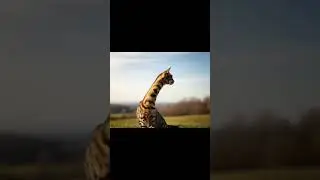 Elongated neck cat #cat #longneck #surreal #nature #mutation #wild #special #ai #edit