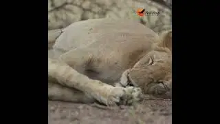 There's always time for a cat nap!  #africansafari #wildlife #wildafrica #safarilife #lion  #nature