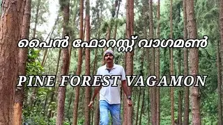 Vagamon Pine Forest | Vagamon Pine Valley | Pine Forest Vagamon
