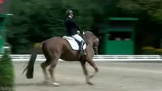 Bodyguard | Bundeschampionat 2014 | Ferienhof Stücker