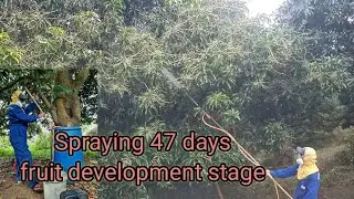 Spraying mango at 47 days , using insecticide and fungicide