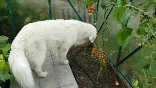 dog picking and eating a tomato from the greenhouse