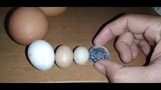 telur ayam terlalu kecil. dari ayam jantan atau betina? dan apa maknanya