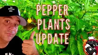 Pepper Plants UPDATE  - 2025 Hot Pepper Growing 