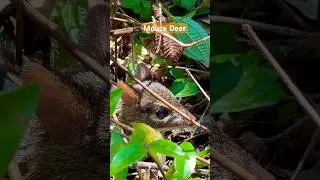 Mouse Deer | Chevrotain | kooraman #mousedeer #nature #wildlife #wildanimals #deer #extinctanimals