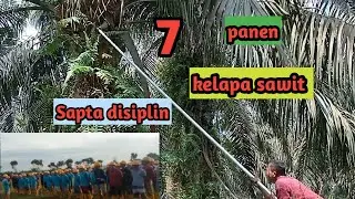 7 Sapta disiplin panen kelapa sawit!!pemanen sawit juga harus di siplin