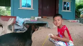 Crispy rice is the best for dog