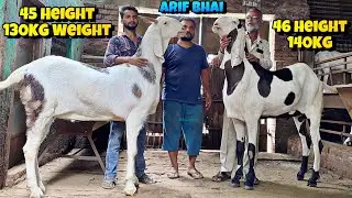 ARIF Bhai Jothwara Ke BADE aur NAYAAB GUJRI Bakre | Aise GUJRI kahi nahi Milege