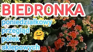 BIEDRONKA ☕ ROŚLINY, AKCESORIA KUCHENNE, ART. VILEDA, PROMOCJE