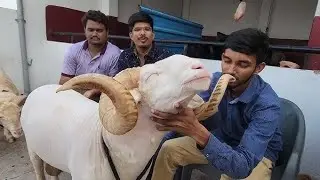 Vilayati Menda Vilayati Sheep MM Goat Farm Chhapi Gujarat Sheep Breeding Setup | Vilayati And Hontel