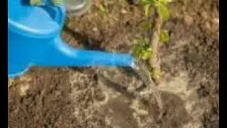 Phase  One of Smart Farms Apple trees Irrigation