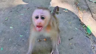Joyful Baby LORENA Enjoys Calm Time Nearby | Peaceful Live Moment 🐒💛