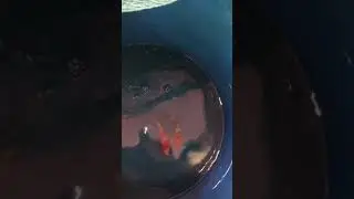 Simply quarantine tank for koi fish🎏