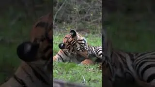 Tiger Grooming Session | #Shorts |#tiger #grooming
