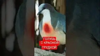 Кровавогрудый голубь!