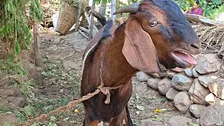 Goat sound amazing beautiful लोकल बकरा की आवाज #tranding 