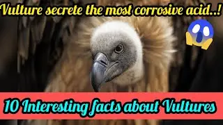 10 Interesting facts about Vultures.