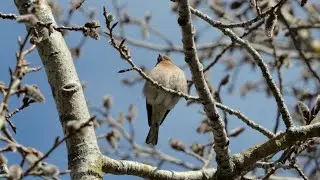 9.4.2025 Birding in Jyv&auml;skyl&auml;: common chaffinch etc. (iPhone 16PM 5x camera vs. Lumix S5II & 28-200)