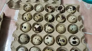 Quail Hatching eggs sale , pre booking open #quailfarming #egg