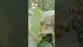falsa (फालसा) अद्भुत चमत्कारी गुण 🤫 YouTube #shots