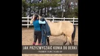 Jak przyzwyczaić konia do derki / Trening koni