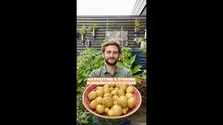 How and when to harvest Potatoes in containers