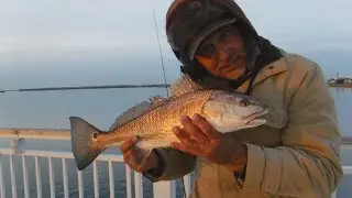 Jiggin' Jerry,  Mount Pleasant Pier Winter Fishing Update 2018