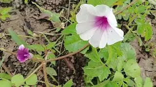 Home garden tour.. 