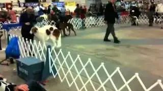 Borzoi Ch Wolblitz Crimson Seraphim