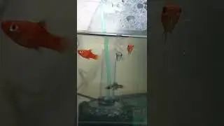 feeding of platy fish & molly fish