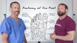 Anatomy and Function of the Foot