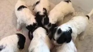 Day 26 Cockapoo puppies-what to feed weaning puppies
