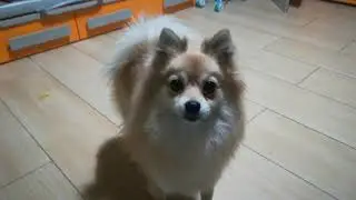 Il cane che abbaia e starnutisce