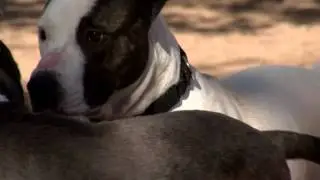 Dogs Playing for Life
