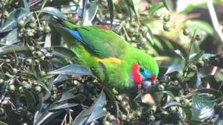 Double-eyed Fig Parrot chows down in a fruiting tree