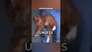 The Physics Behind a Falling Cat