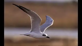 Gull-billed Tern (Gelochelidon nilotica) Afrikaans: Oostelike Sterretjie, Kliphoek near Velddrif