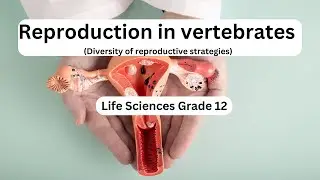 Life Sciences grade 12: Reproduction in Vertebrates | Diverse Reproductive Strategies Explained