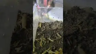 Plug Hole trapdoor spider feeding/10 (euoplos inornatus) #australia #ytshorts #spider #furry
