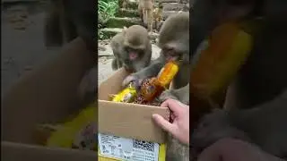 Monkey Life 7