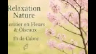 Relaxation nature  cerisier en fleurs et son d'oiseaux 1h de calme