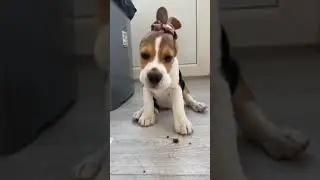 Smart dogs are cute and funny 2021#shorts