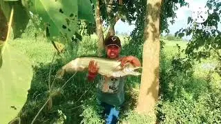 wallago cetfish Big size | pathan fish big size | amazing fishing video vellege fishing video |